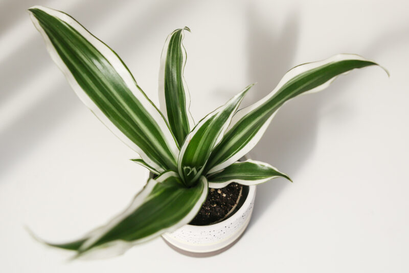 Dracena deremensis white