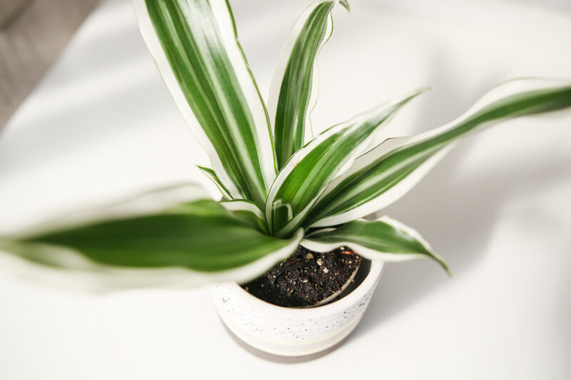 Dracena deremensis white