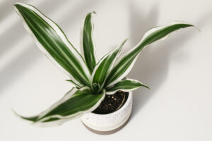 Dracena deremensis white