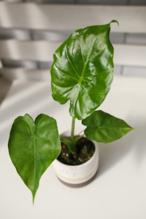 Alocasia Calidora