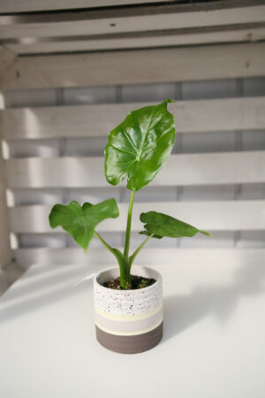 Alocasia Calidora