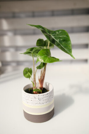 Alocasia Ivory Coast II kat