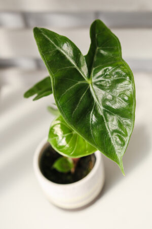 Alocasia Ivory Coast II kat