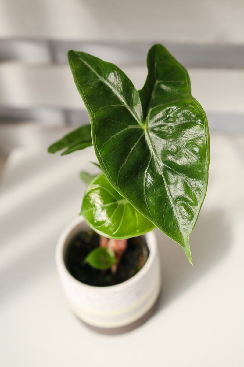 Alocasia Ivory Coast II kat