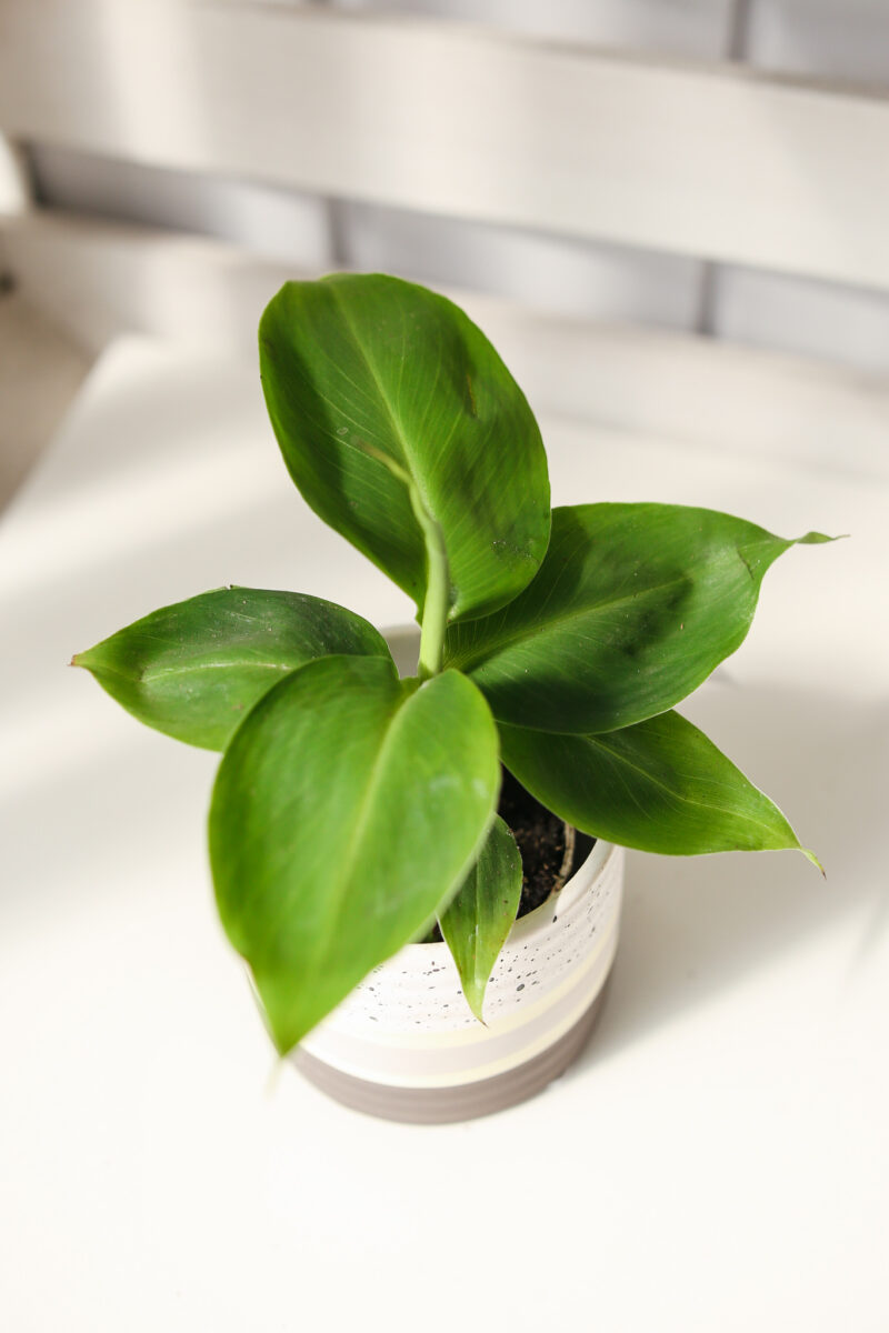 BANANOWIEC KARŁOWATY- MUSA ACUMINATA