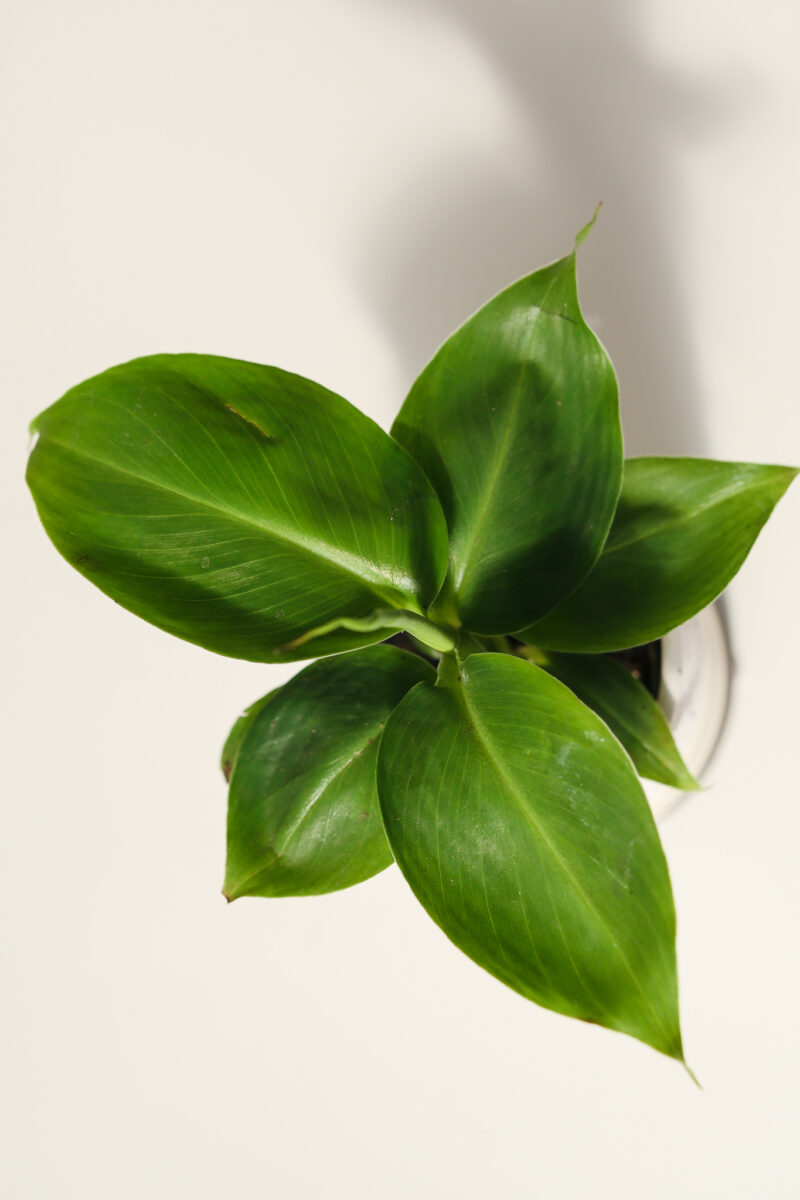 BANANOWIEC KARŁOWATY- MUSA ACUMINATA