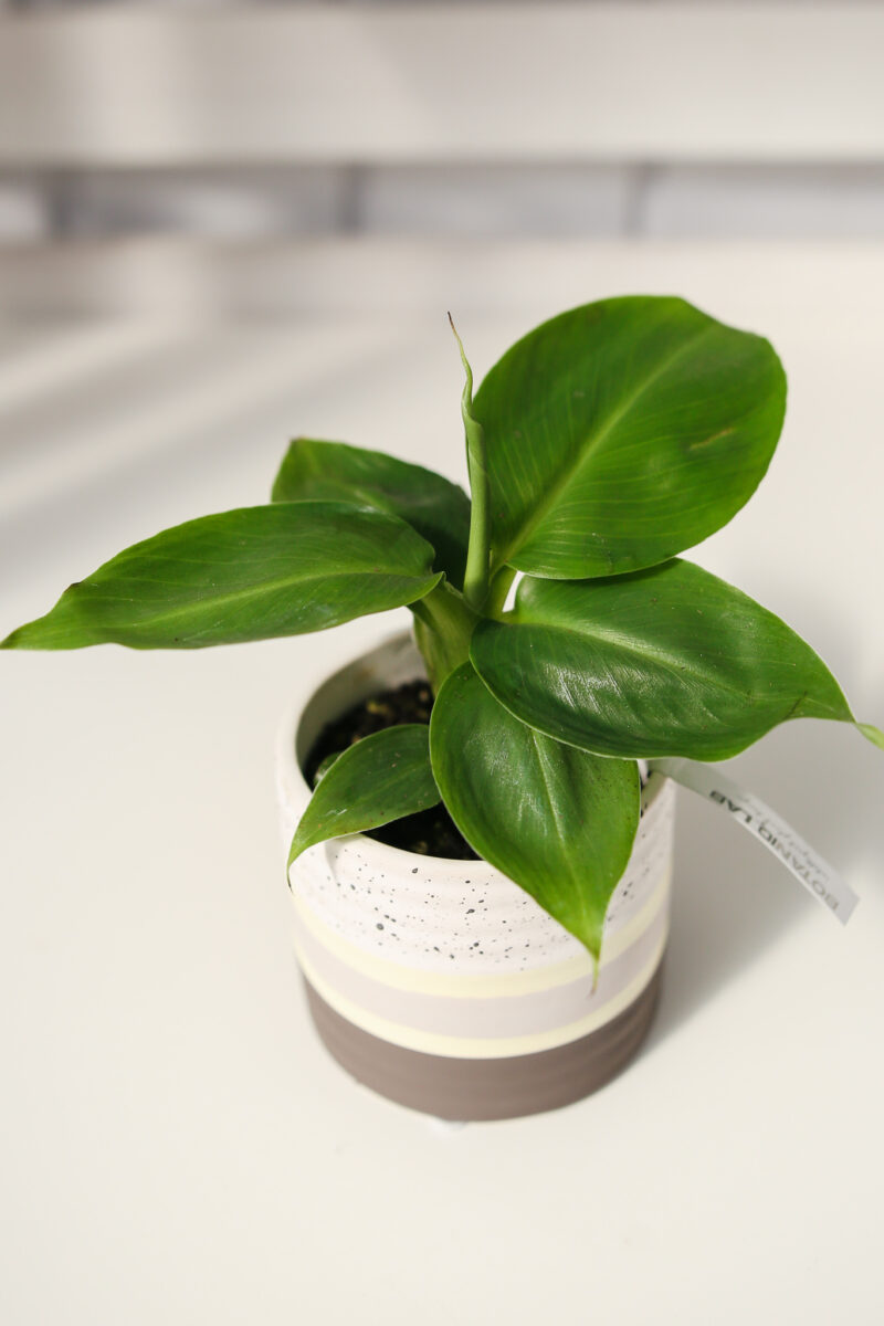 BANANOWIEC KARŁOWATY- MUSA ACUMINATA