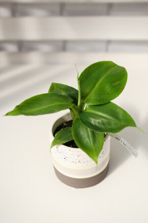 BANANOWIEC KARŁOWATY- MUSA ACUMINATA