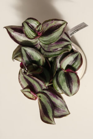 Trzykrotka pasiasta -tradescantia zebrina