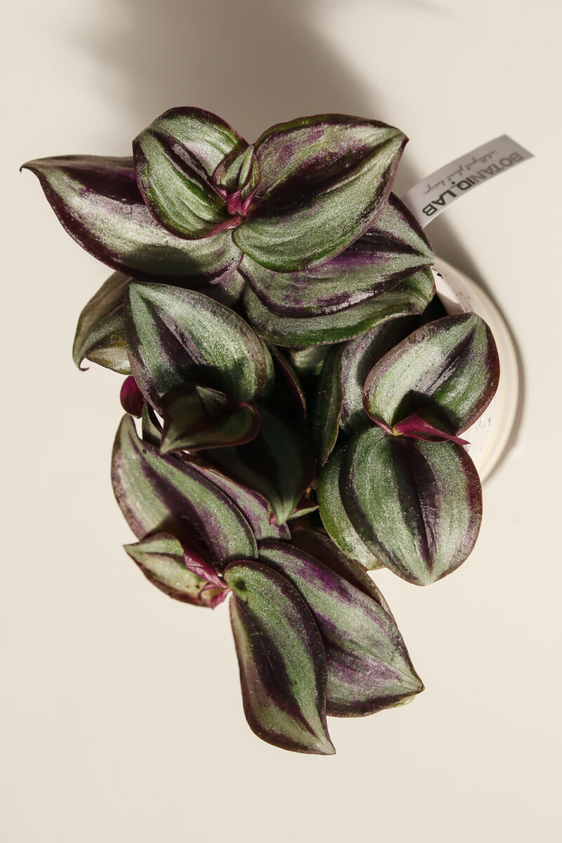 Trzykrotka pasiasta -tradescantia zebrina