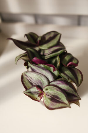 Trzykrotka pasiasta -tradescantia zebrina