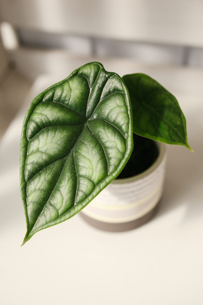 Alocasia Dragon Scale