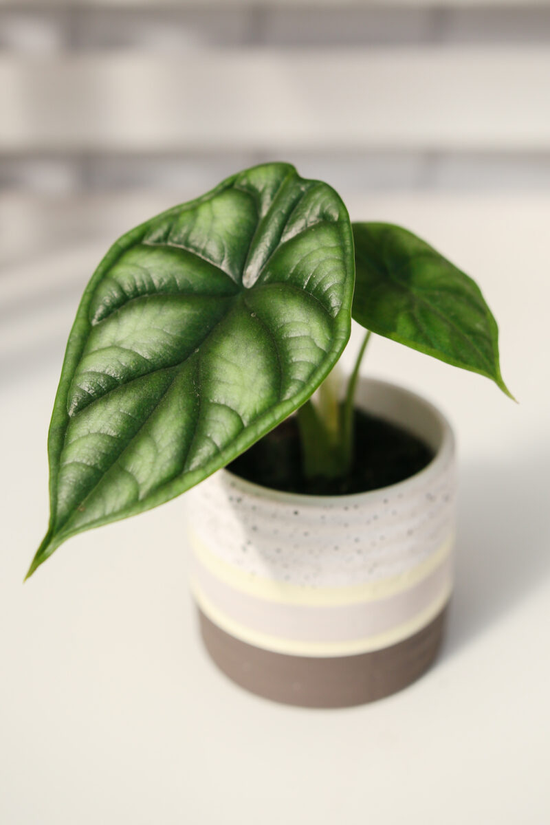 Alocasia Dragon Scale