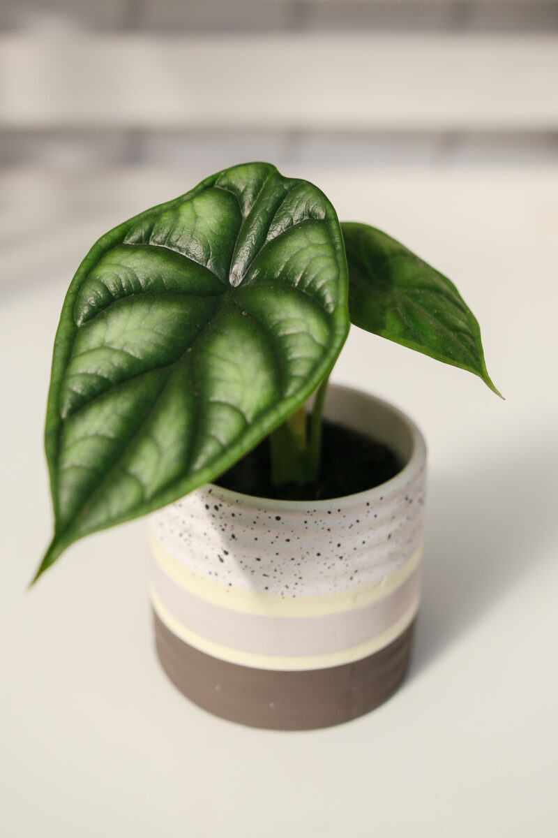 Alocasia Dragon Scale