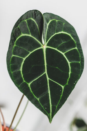 Anthurium Clarinervium