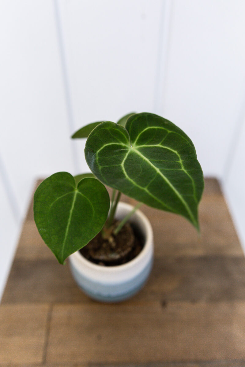 Anthurium Clarinervium