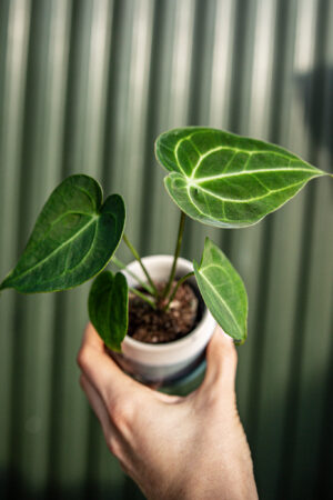 Anthurium Clarinervium