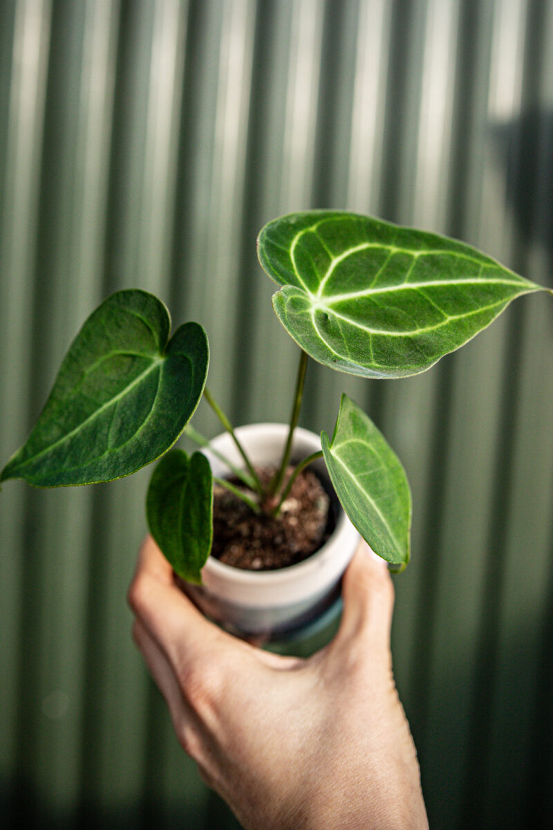 Anthurium Clarinervium