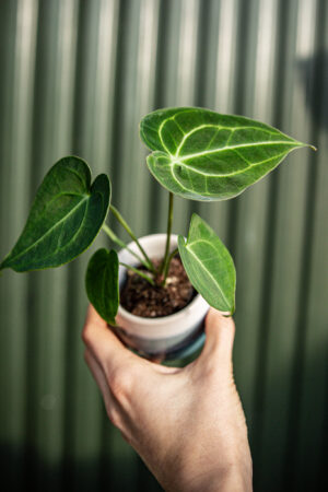 Anthurium Clarinervium