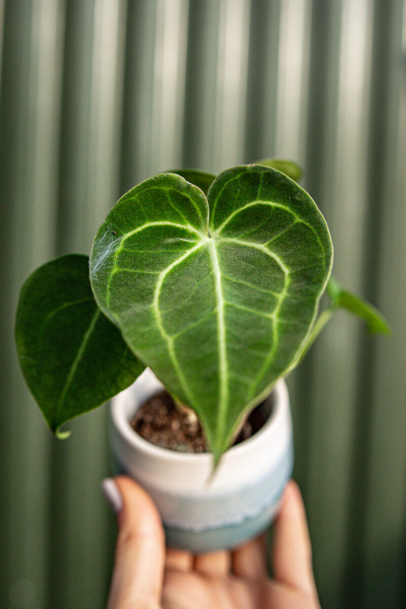 Anthurium Clarinervium