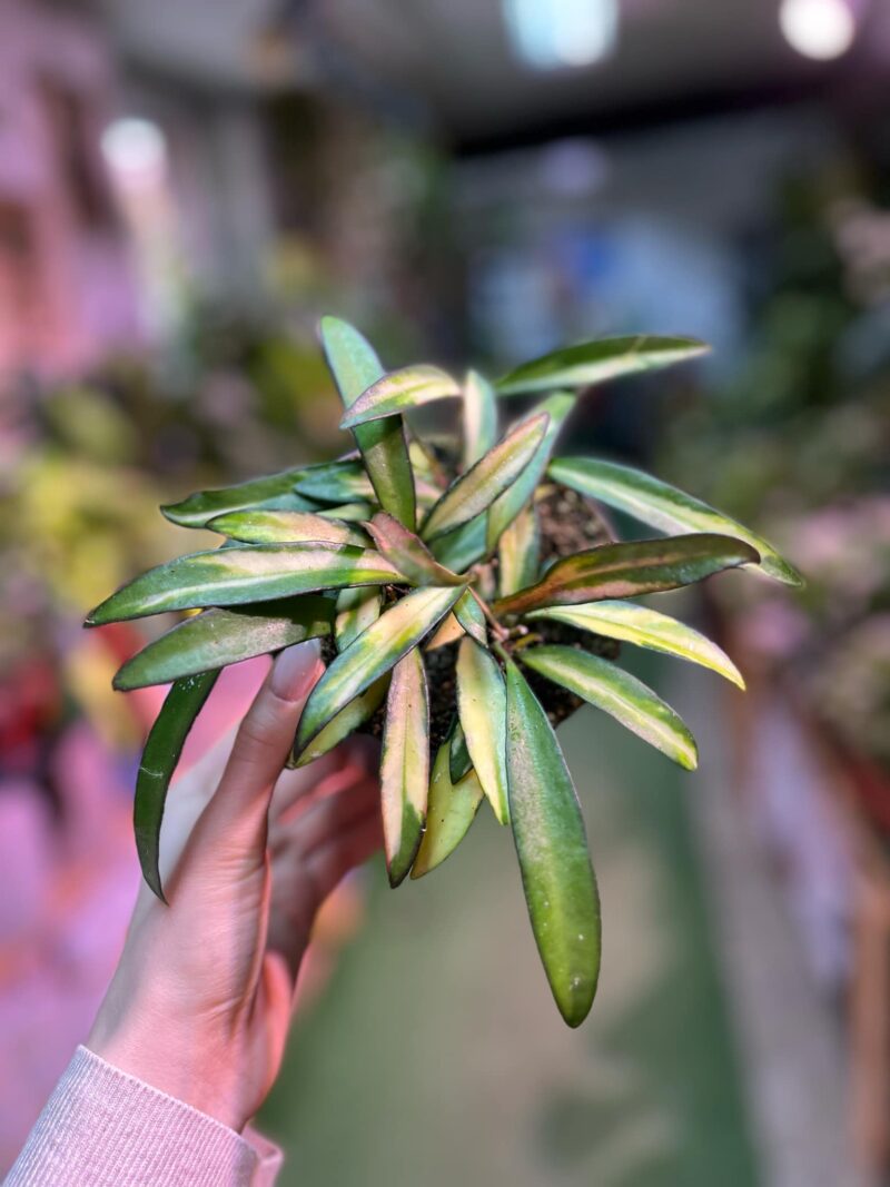 Hoya wayetii Tricolor  ‘Kentiana ‘Variegata’