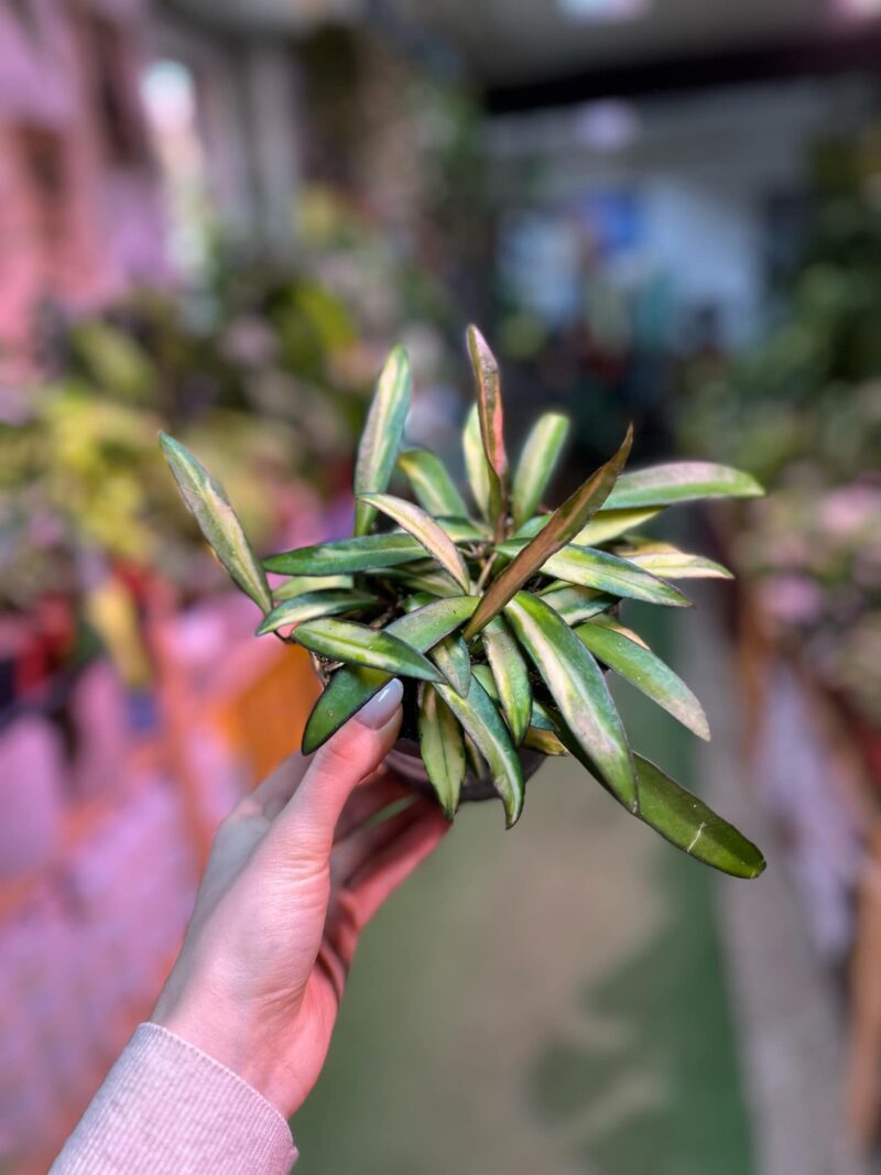 Hoya wayetii Tricolor  ‘Kentiana ‘Variegata’