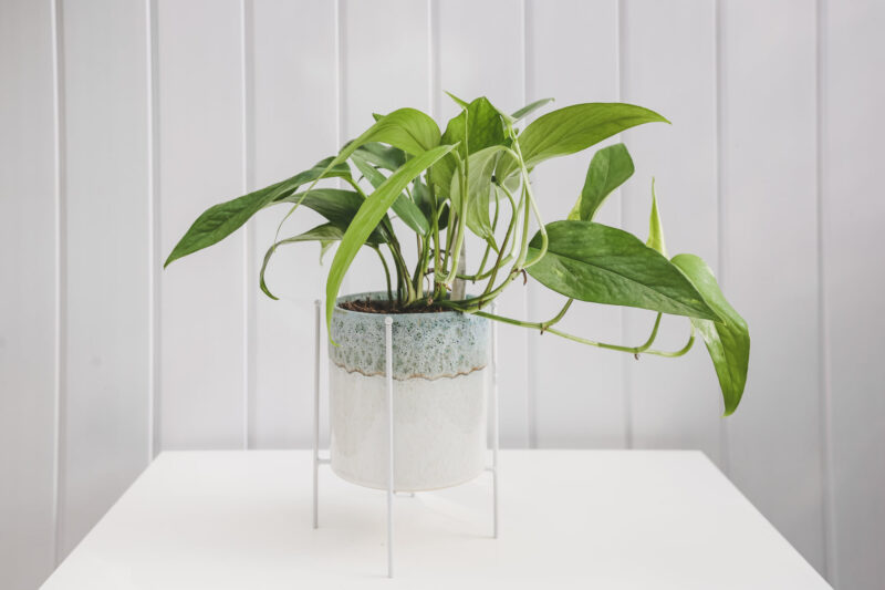 Epipremnum Pinnatum Blue Form