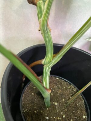 Monstera Variegata 6