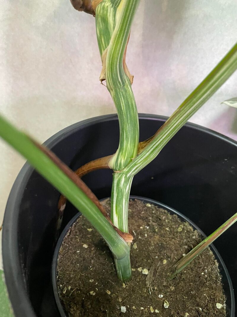 Monstera Variegata 6