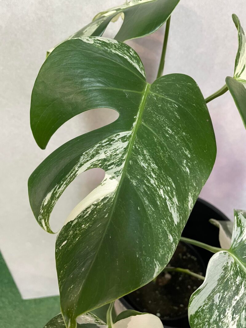 Monstera Variegata 6