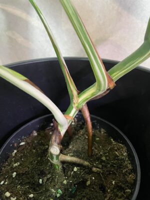 Monstera Variegata 6
