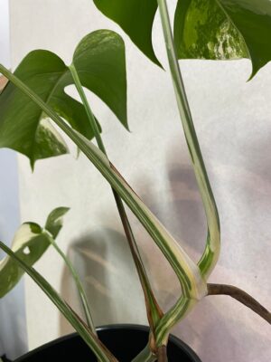 Monstera Variegata 6