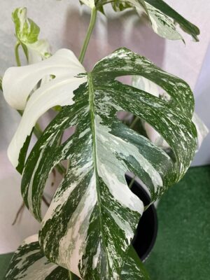 Monstera Variegata 6