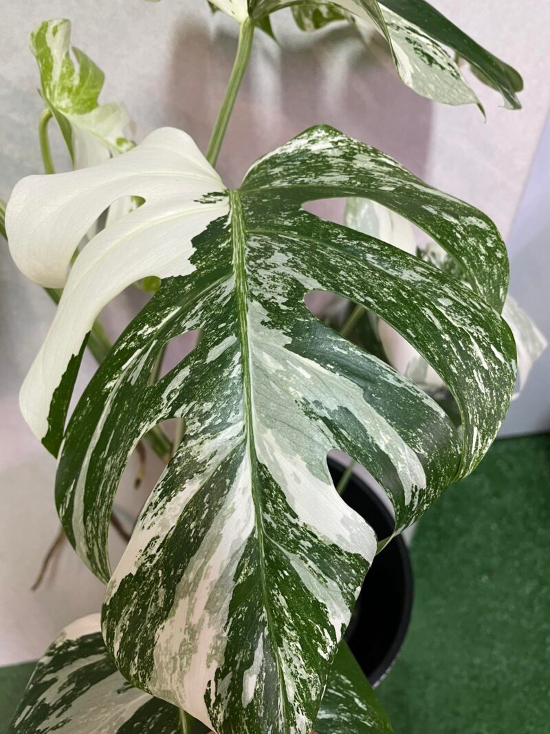 Monstera Variegata 6
