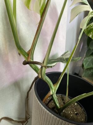 Monstera Variegata 6
