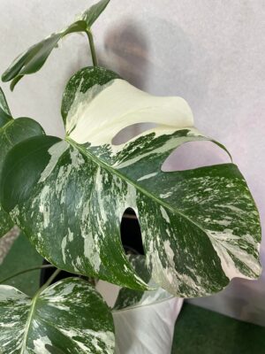 Monstera Variegata 6