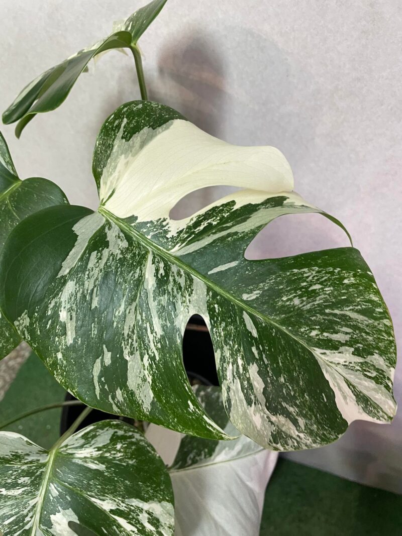 Monstera Variegata 6