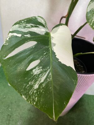 Monstera Variegata 6