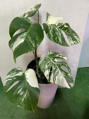 Monstera Variegata 6