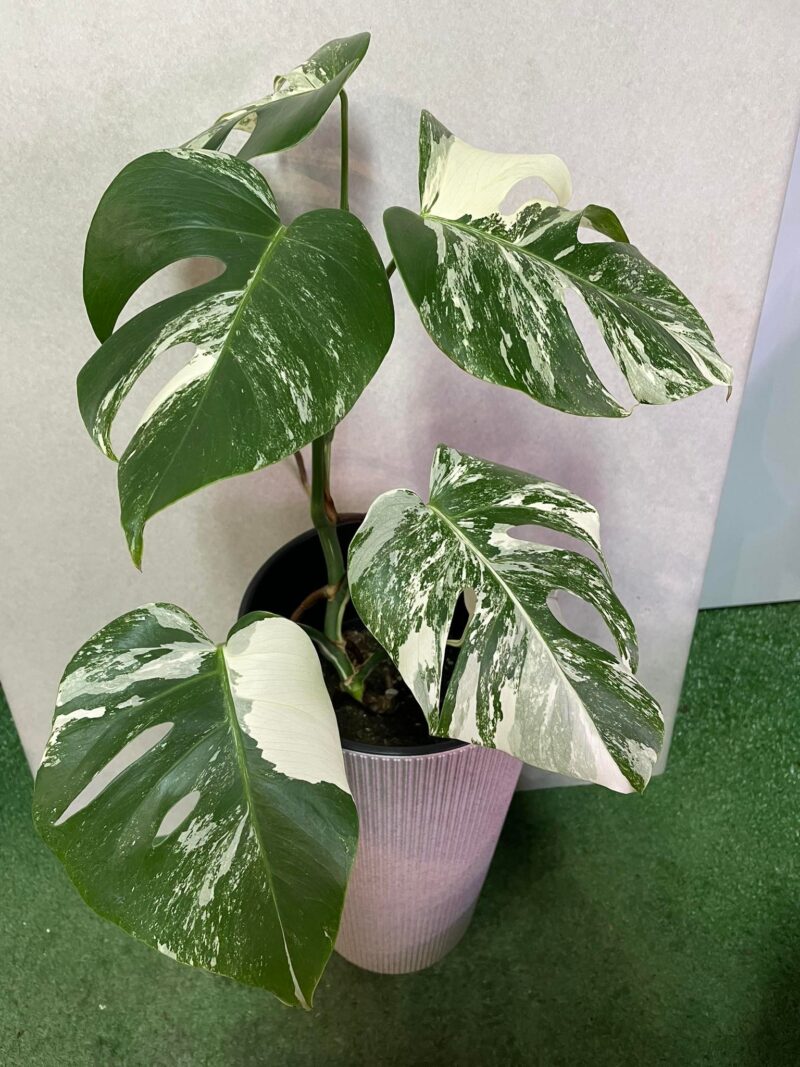 Monstera Variegata 6
