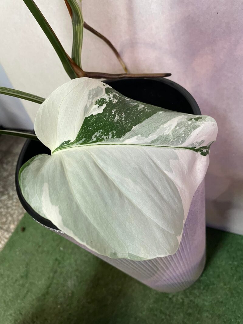 Monstera Variegata 6