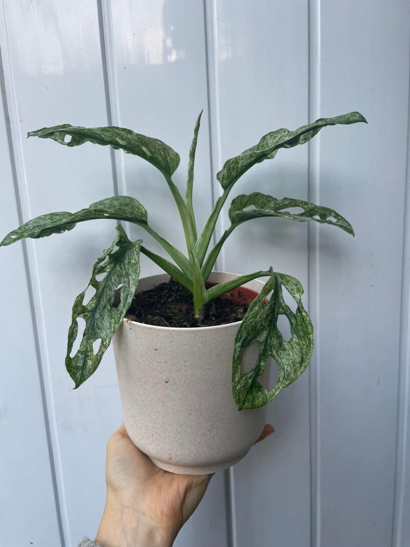 Monstera Adansonii Mint Variegata