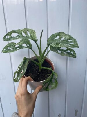 Monstera Adansonii Mint Variegata