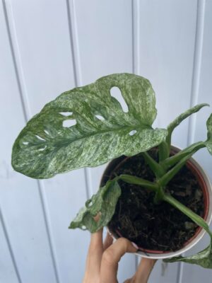 Monstera Adansonii Mint Variegata