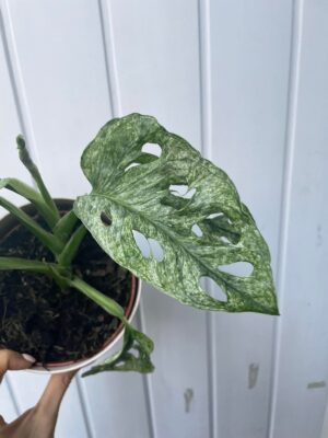 Monstera Adansonii Mint Variegata