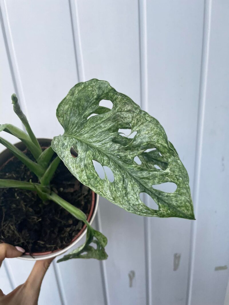 Monstera Adansonii Mint Variegata