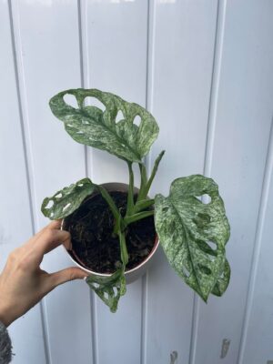 Monstera Adansonii Mint Variegata
