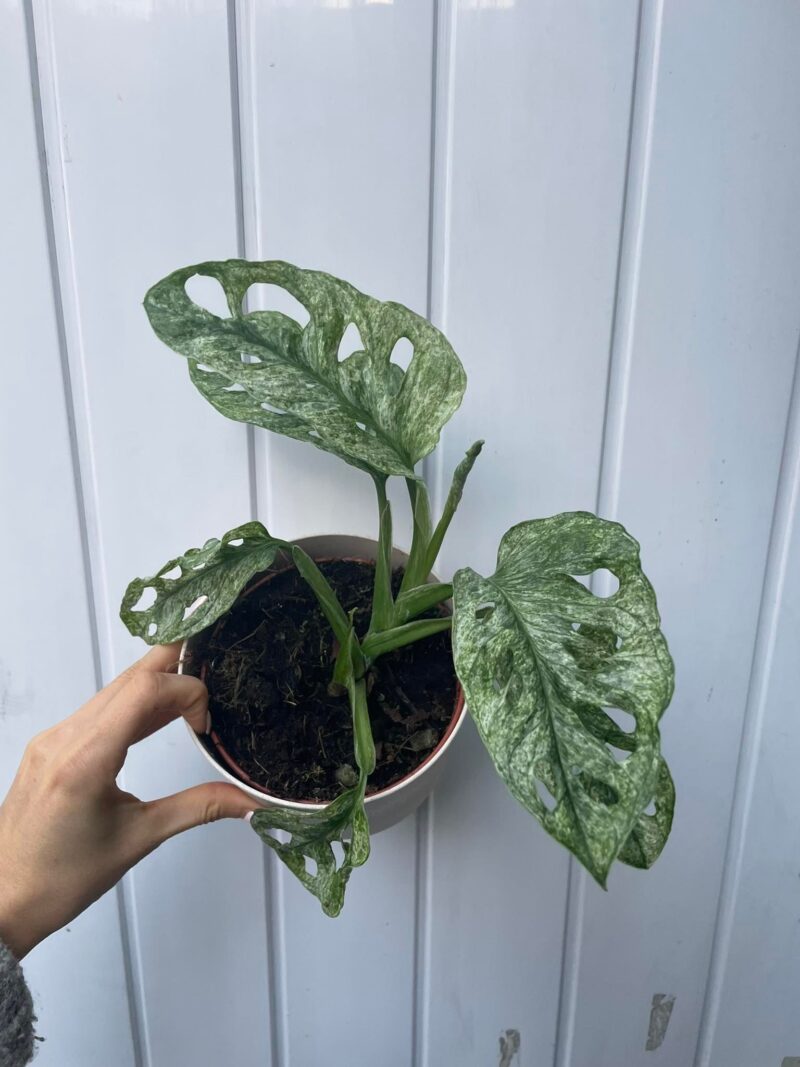 Monstera Adansonii Mint Variegata