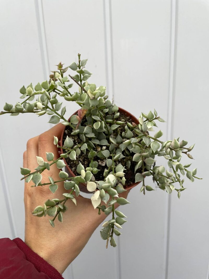 Dischidia Ruscifolia Variegata