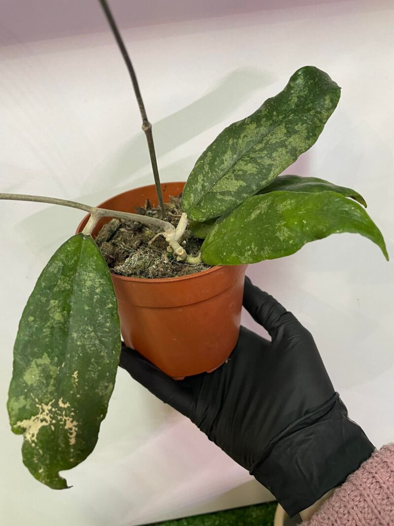 Hoya Corneri Hoya Corneri